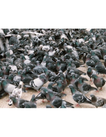 Filet Mailles de 50mm anti pigeons