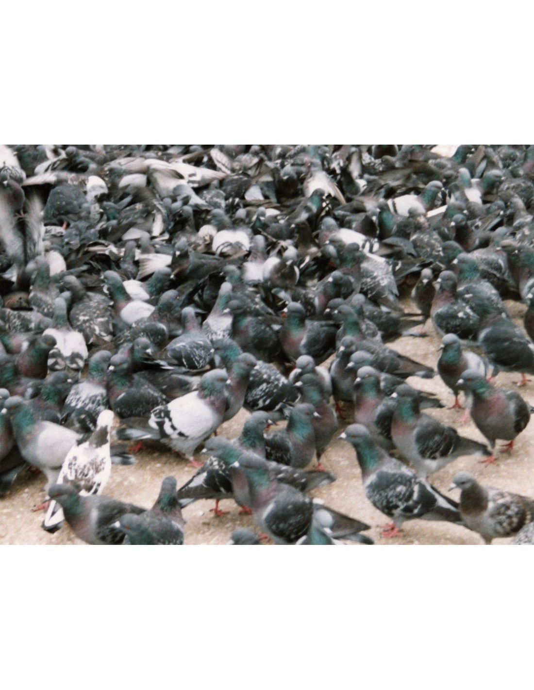 Filet anti pigeons et grands oiseaux - Mailles de 50mm