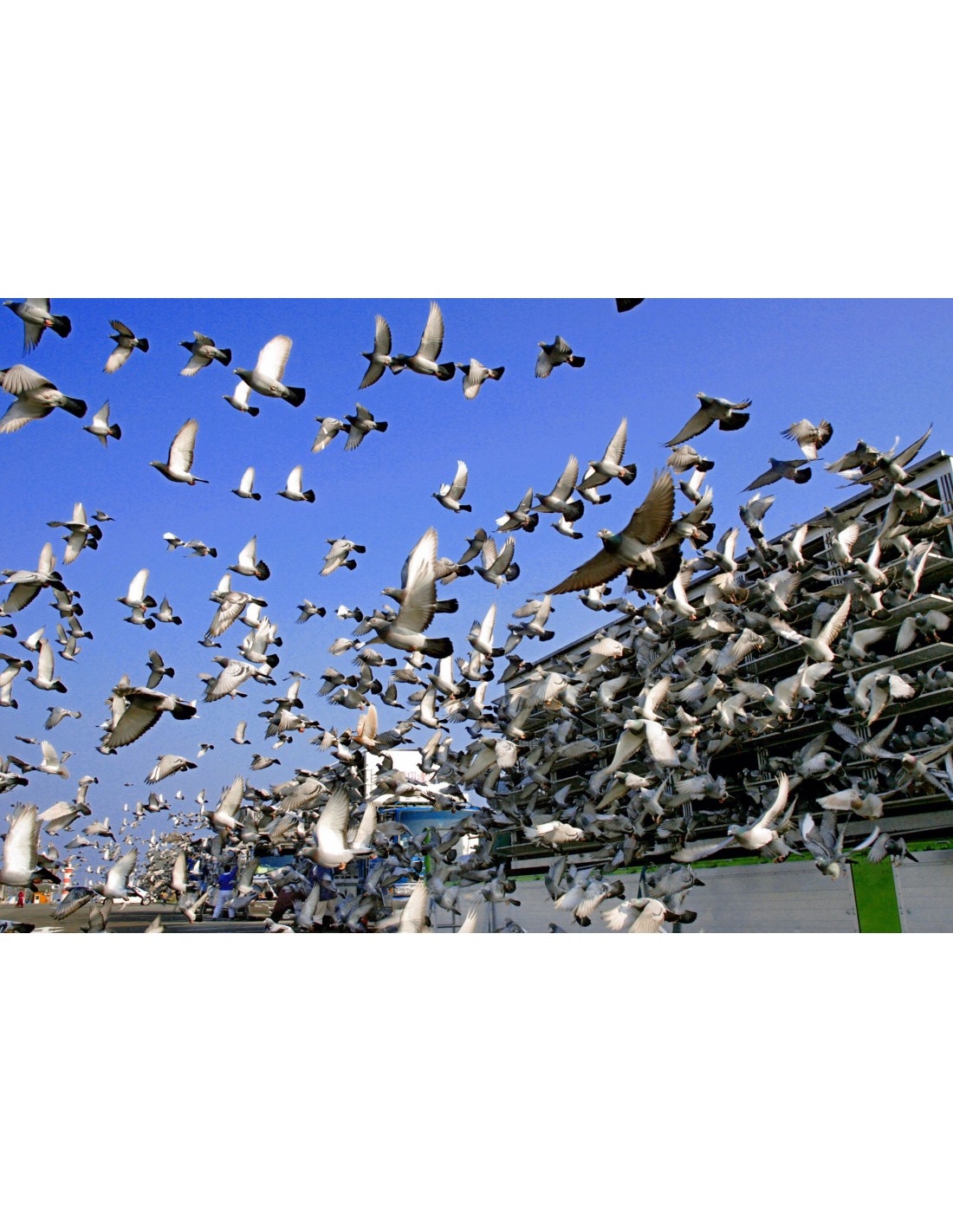 Filet anti-pigeon en mailles 50 mm, câblées et nouées